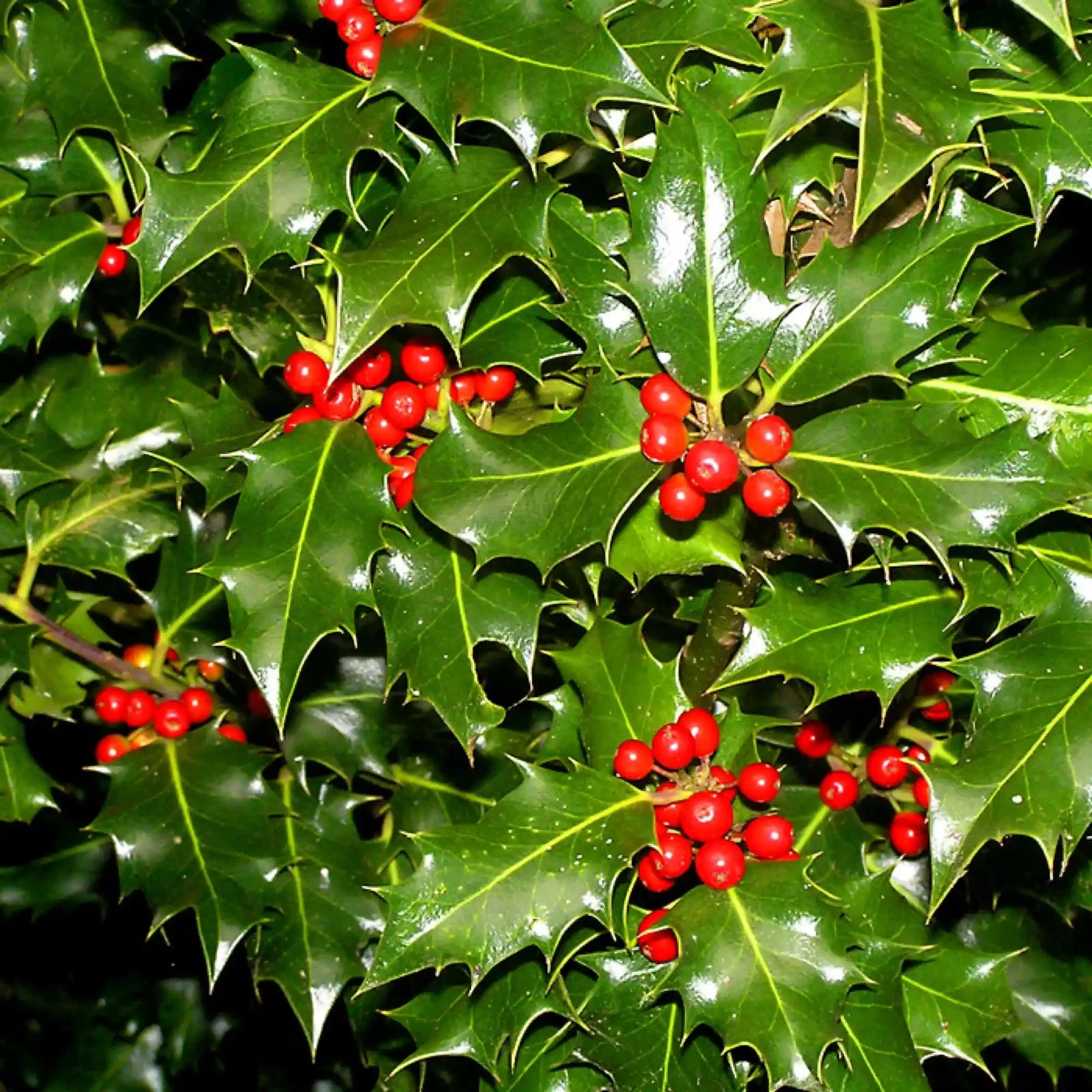 Chinese Holly