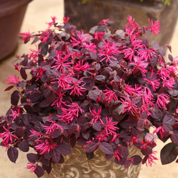 Loropetalum (Chinese fringe flower)