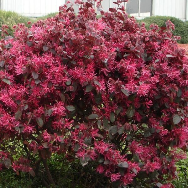 Loropetalum (Chinese fringe flower) - Image 2