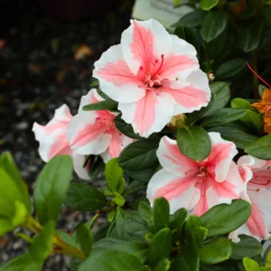 Encore Azaleas