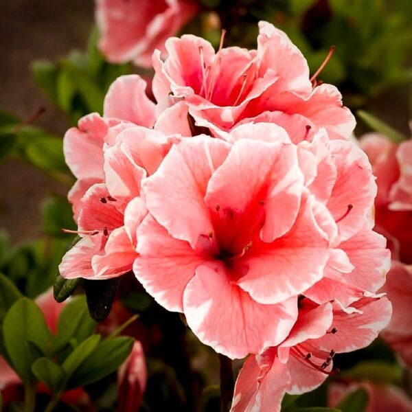 Encore Azaleas - Image 2