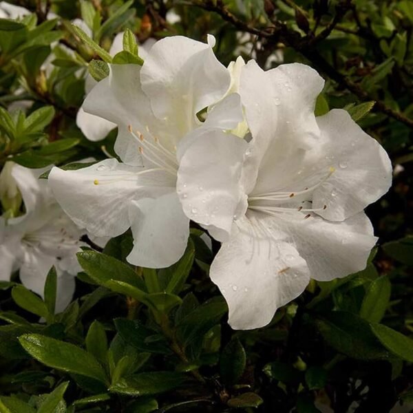 Encore Azaleas - Image 3