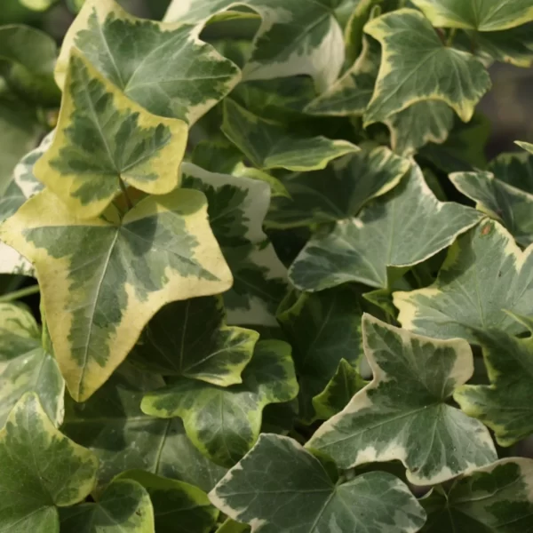 English Ivy (Hedera helix)