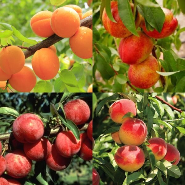 Fruit tree