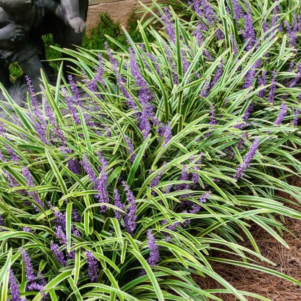 Liriope Spicata