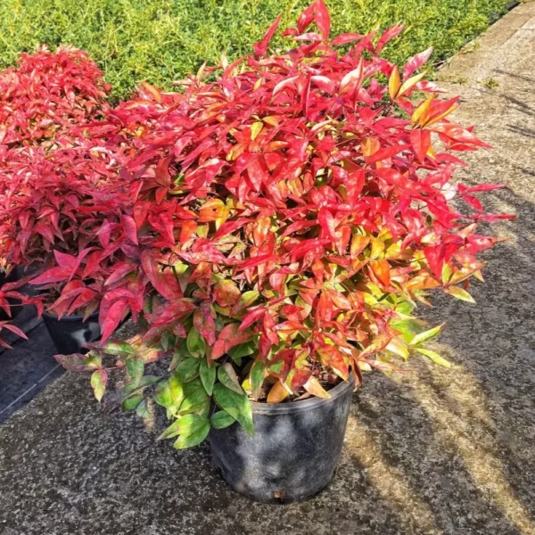 Nandina Domestica