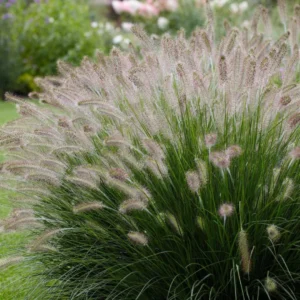 Pennisetum Alopecuroides