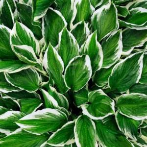HOSTAS