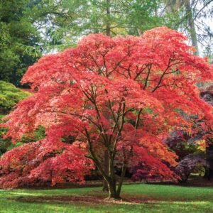 JAPANESE MAPLE