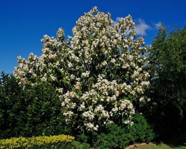 Magnolia grandiflora