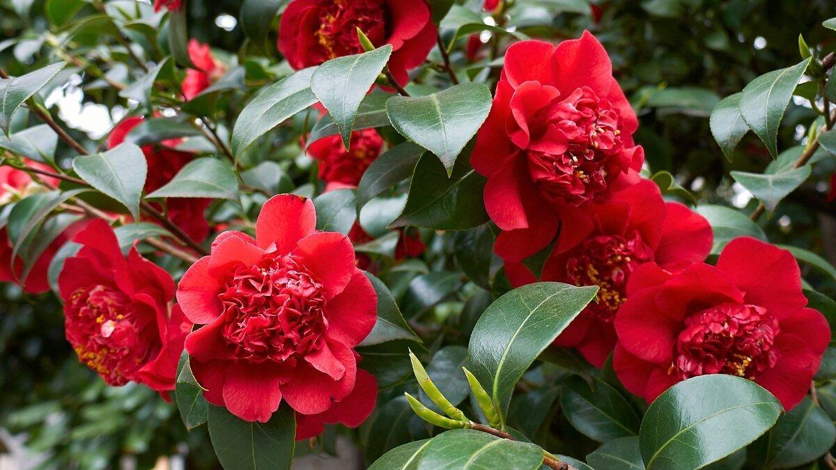 camelia