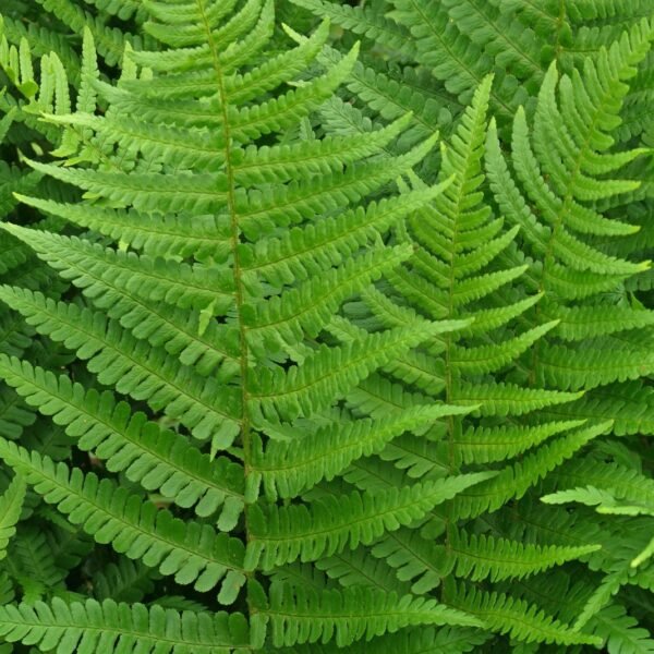 Shield Fern