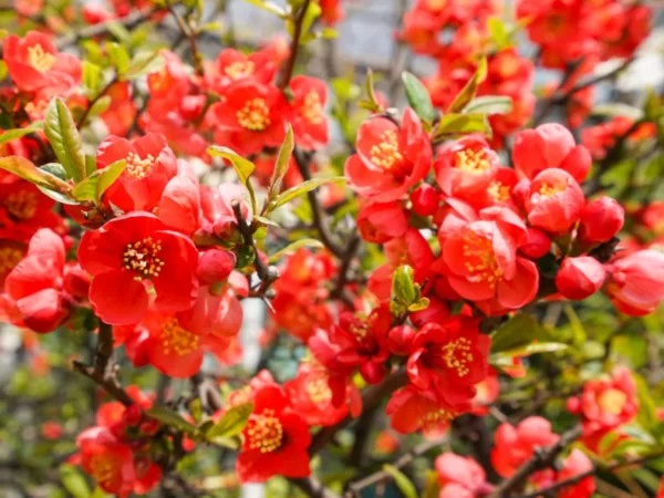 Japanese quince