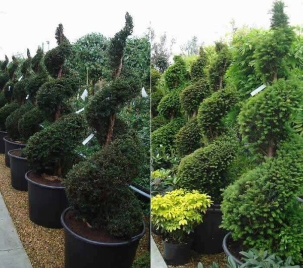 spiral shaped evergreen shrub