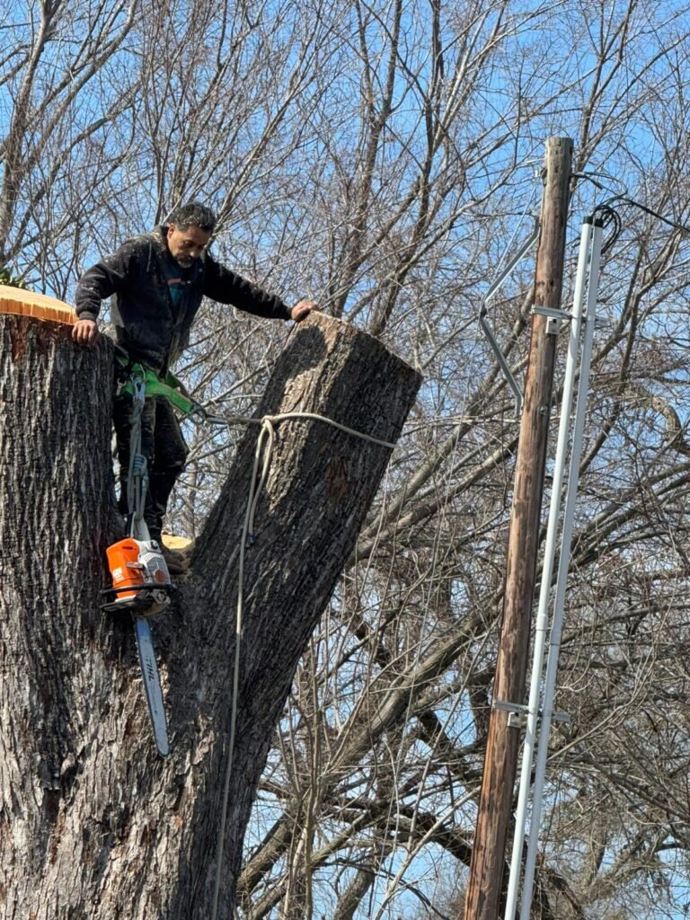 Tree Services